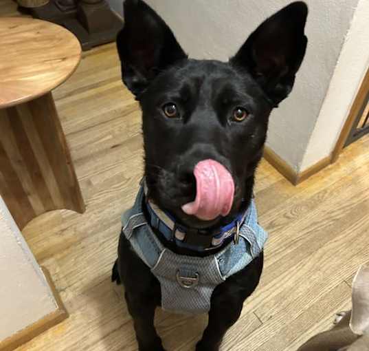 Photo of Pumpernickel