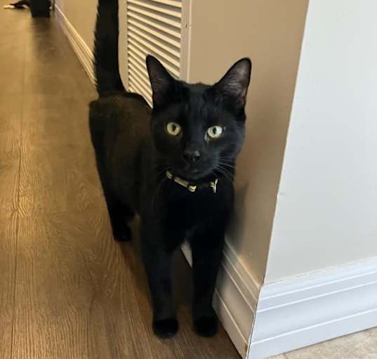 Photo of Caesar