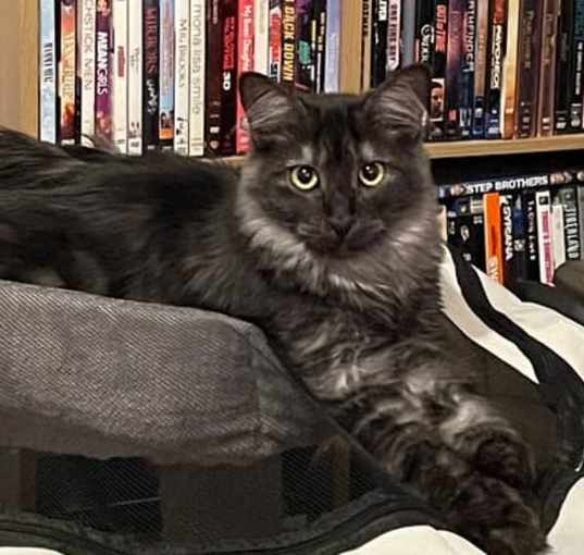Photo of Wolfie