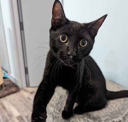 Photo of Boo