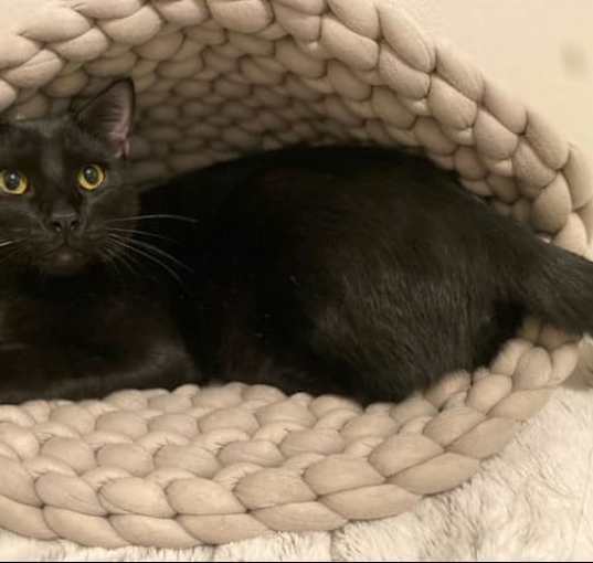 Photo of Bagheera