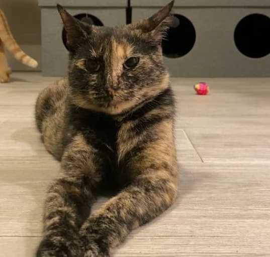 Photo of Momma Cat