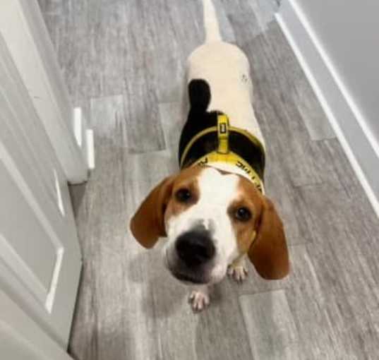 Photo of Boomer