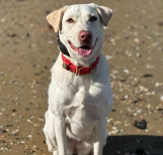 Photo of Belle