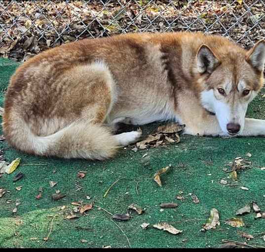 Photo of Rex