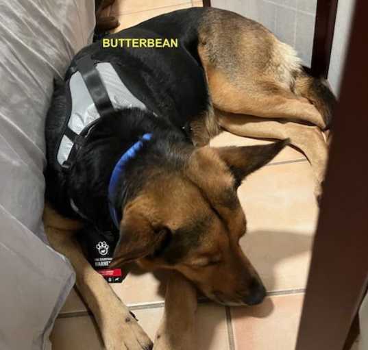 Photo of BUTTER BEAN