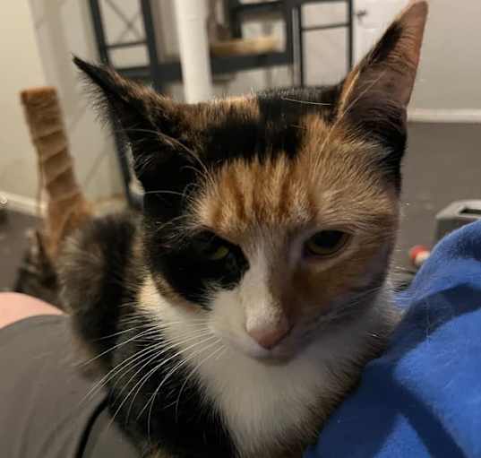 Photo of Rosie