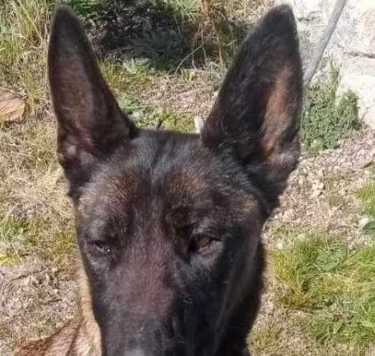 Photo of Mocha