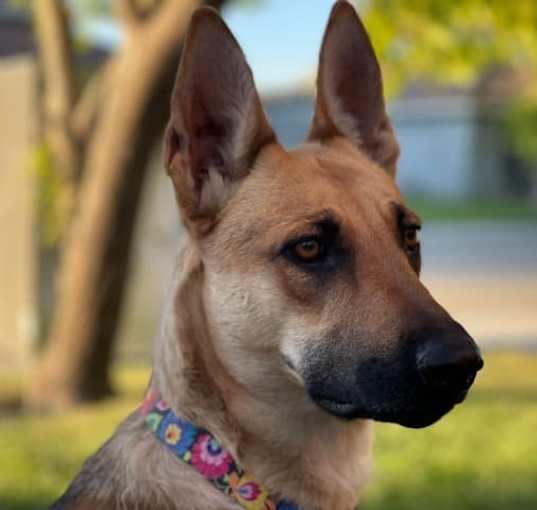 Photo of Ember