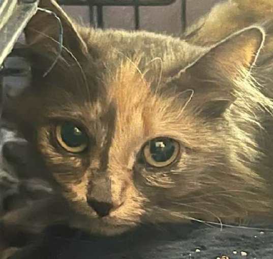 Photo of Rowena