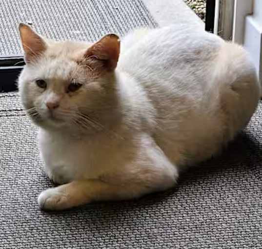 Photo of Big Boy