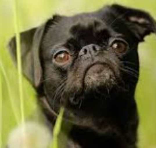 Photo of Amber