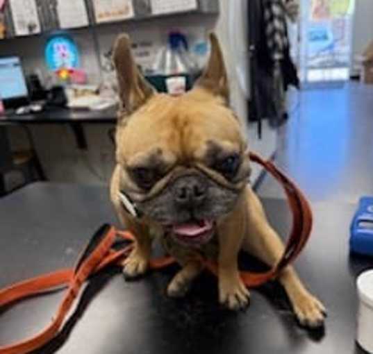 Photo of Buddy