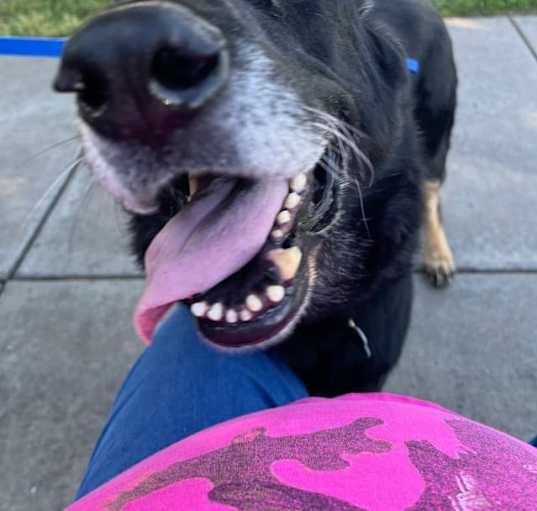 Photo of Obie (REDUCED FEE)