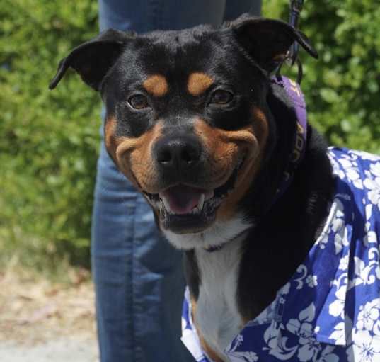 Photo of Bandit (Experienced Adopters Only)