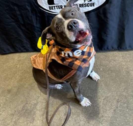 Photo of Billy (REDUCED FEE)