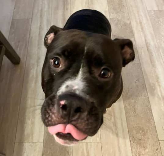 Photo of Dex (URGENT!!)