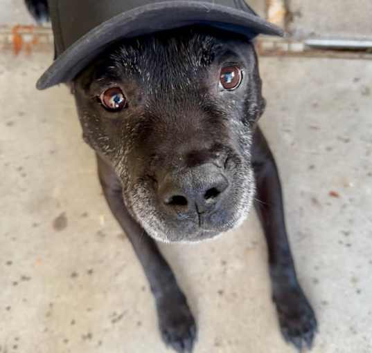 Photo of Buddy Boy