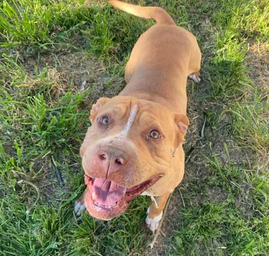 Photo of Mister Squish (Owner Assist)