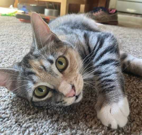 Photo of Cindy (BONDED WITH BOBBY)