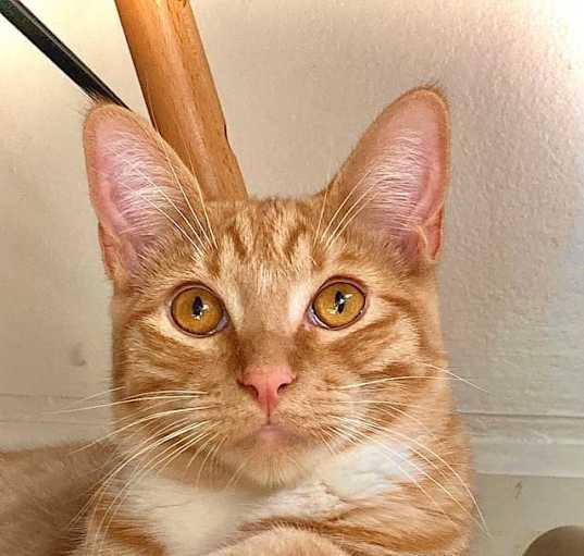 Photo of Bobby (BONDED WITH CINDY)