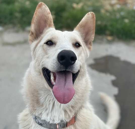 Photo of Isla (Owner Assist)