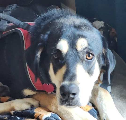 Photo of Teddy (URGENT!)