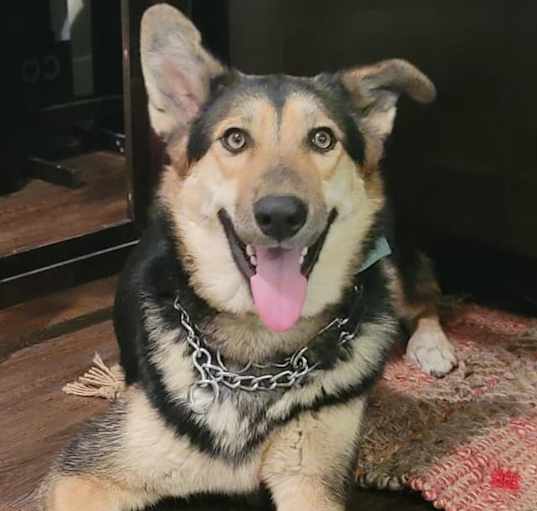 Photo of Coco (Owner Assist)