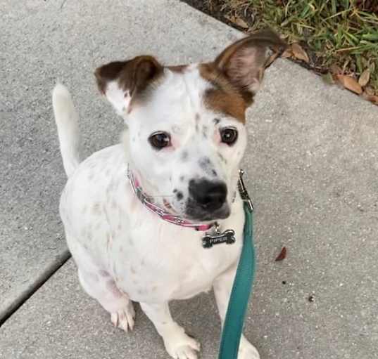 Photo of Piper