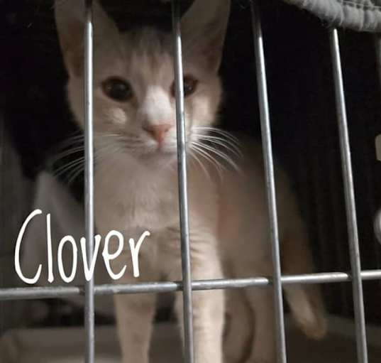 Photo of Clover