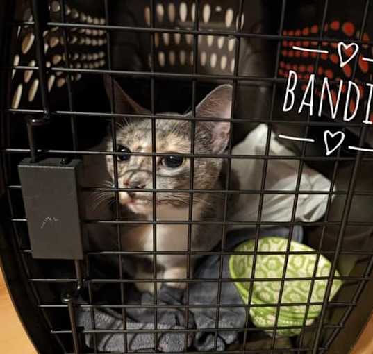 Photo of Bandit