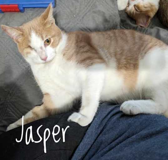 Photo of Jasper