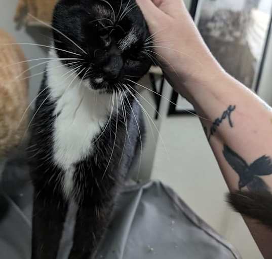 Photo of Oreo - Considering Indoor/Outdoor Placement
