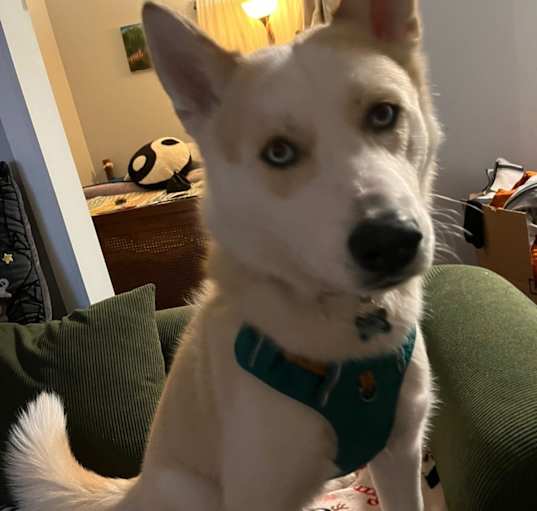 Photo of Buba