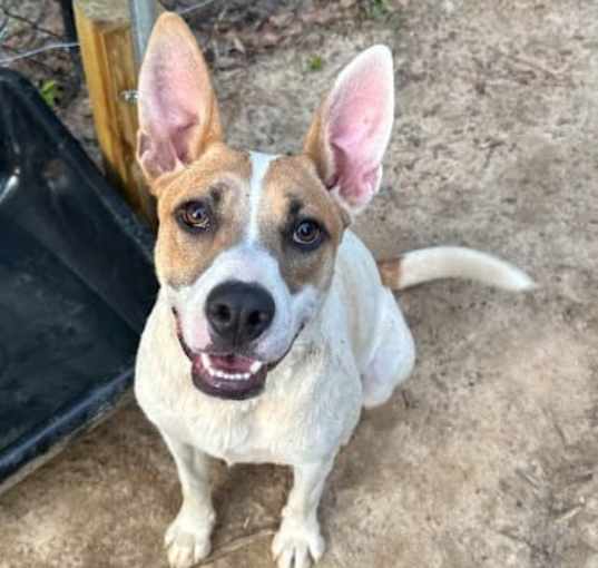 Photo of Penny