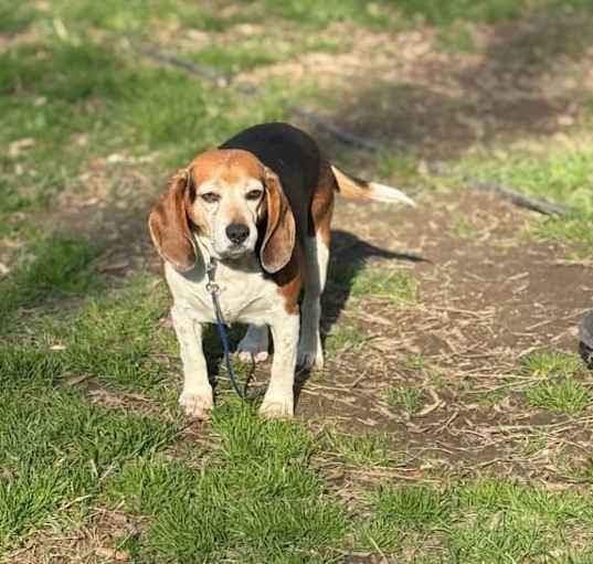 Photo of Porthos