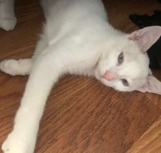 Photo of Juno