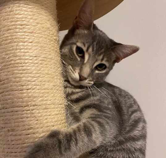 Photo of Bella 3