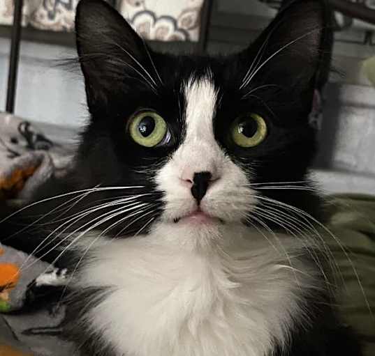 Photo of Stella 2