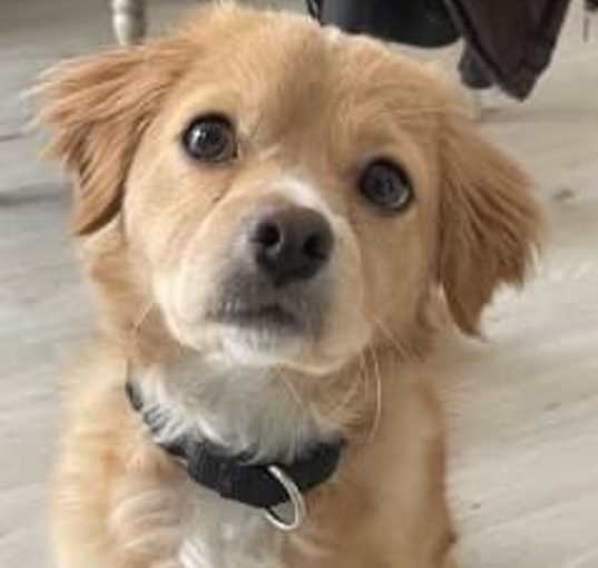 Photo of Max the dog