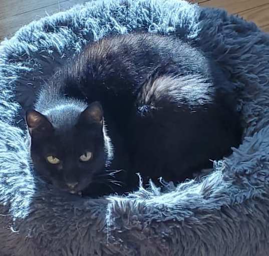 Photo of Phantom