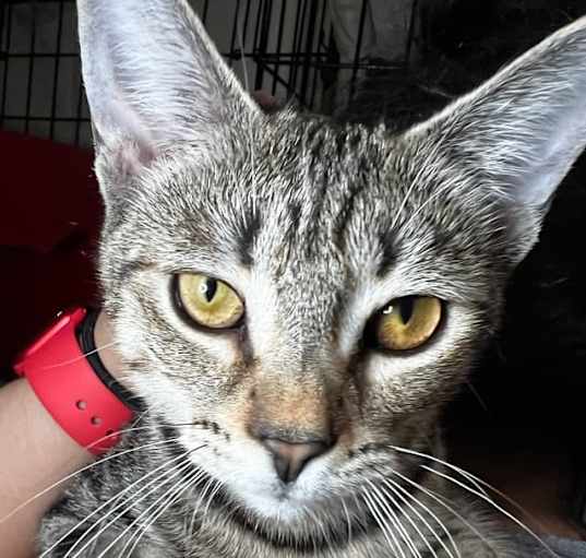 Photo of Dominicka