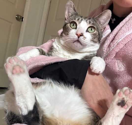 Photo of Pikameow