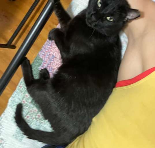 Photo of Catsanova