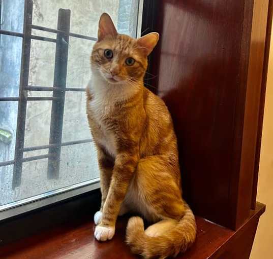 Photo of Mochi meow