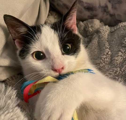 Photo of Bling