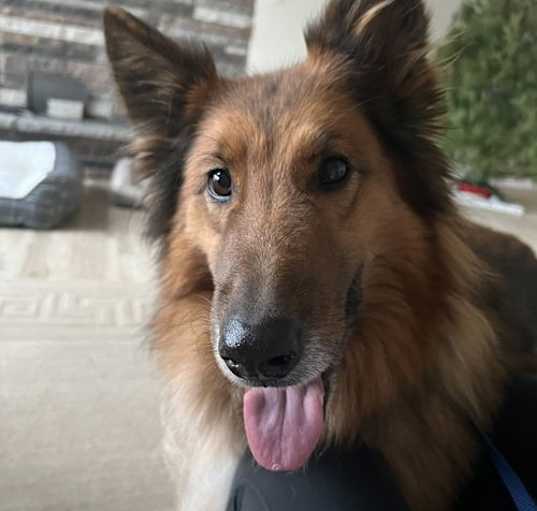 Photo of Ginger