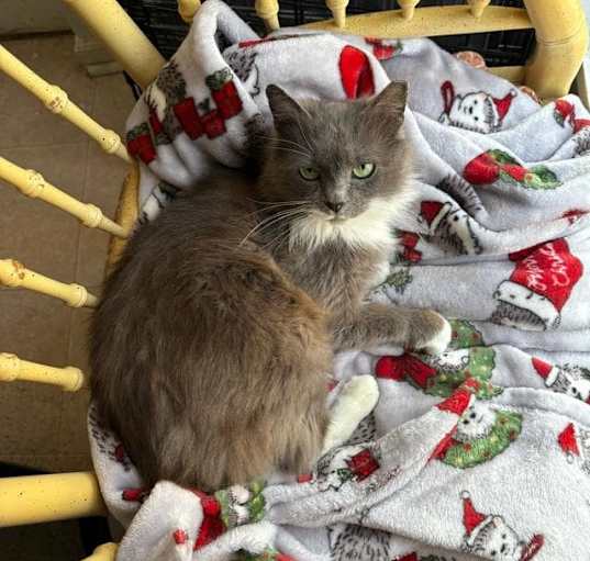 Photo of Celeste