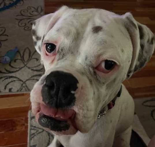 Photo of Sprocket