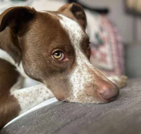 Photo of Oliver